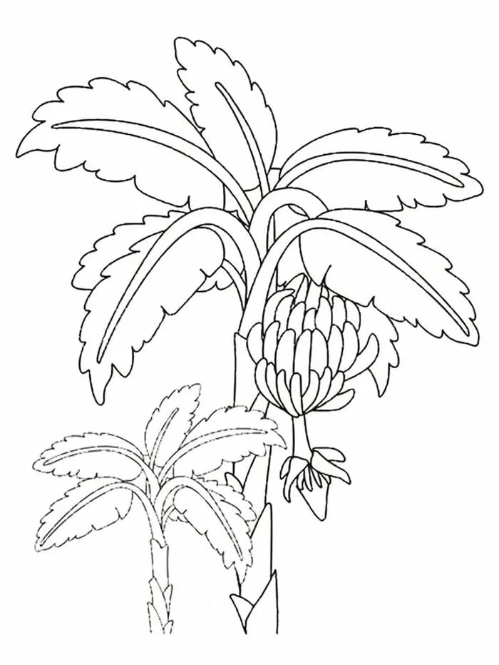 Tô Màu Cây Chuối - Tranh Tô Màu Cho Bé