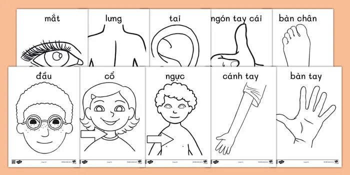 Bộ Tranh Tô Màu Các Bộ Phận Trên Cơ Thể Người Cho Học Sinh Tiểu Học