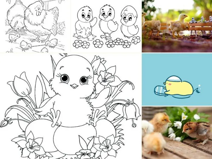 101 hình vẽ gà con dễ thương, đẹp nhất