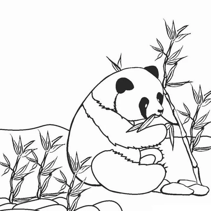200+ Mẫu tranh tô màu gấu trúc đẹp cho bé tô và sáng tạo