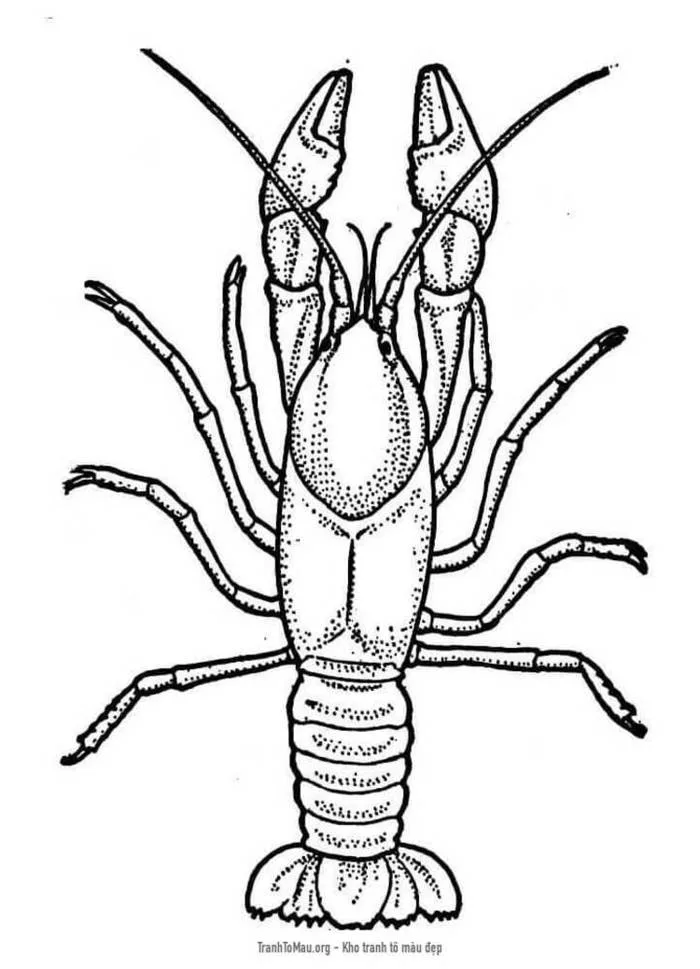Tải tranh tô màu Con Tôm hùm