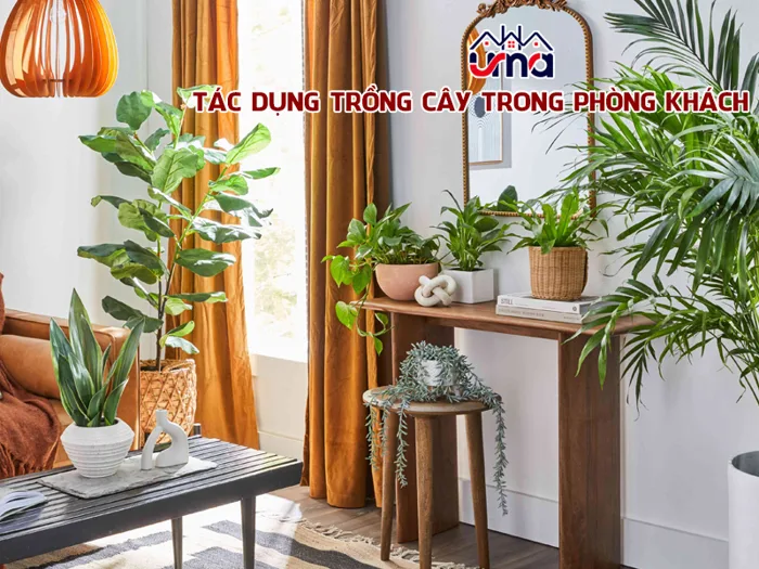cay-decor-phong-khach-1