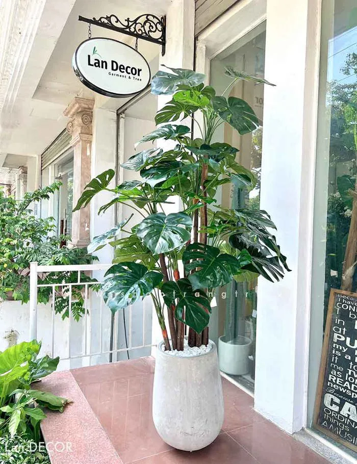 CHẬU CÂY LÁ RÙA TRANG TRÍ NỘI THẤT LAN DECOR (195cm) - LC2691-ghep Tổng Kho  Sỉ Cây Giả Trang Trí Lan Decor - Giá Từ Nhà Sản Xuất