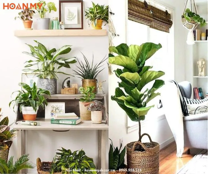 Cách Trang trí cây xanh trong phòng khách đẹp, Hút tài lộc