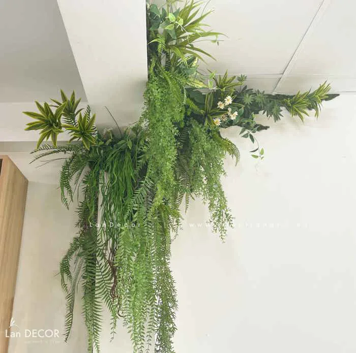 cay-gia-decor-1