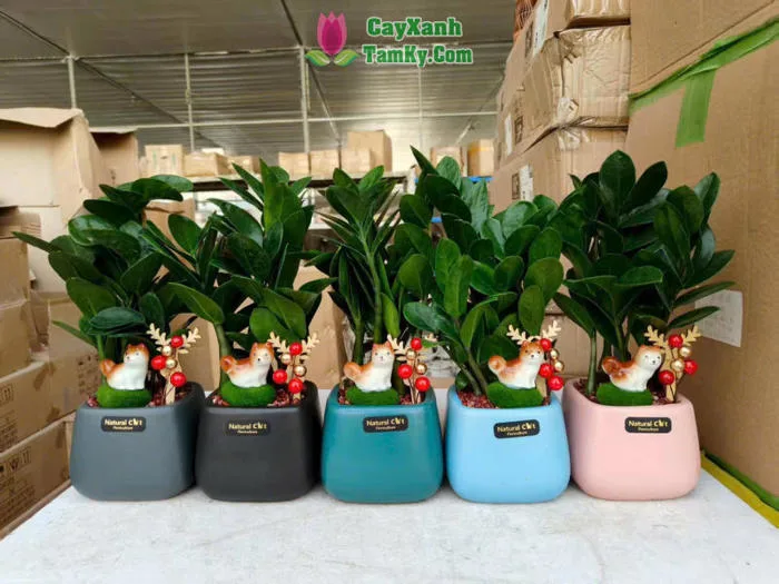 Cây kim tiền để bàn - Đặc điểm, giá bán, ý nghĩa, công dụng cách trồng và  chăm sóc cây kim tiền để bàn - Cây Xanh Tam Kỳ