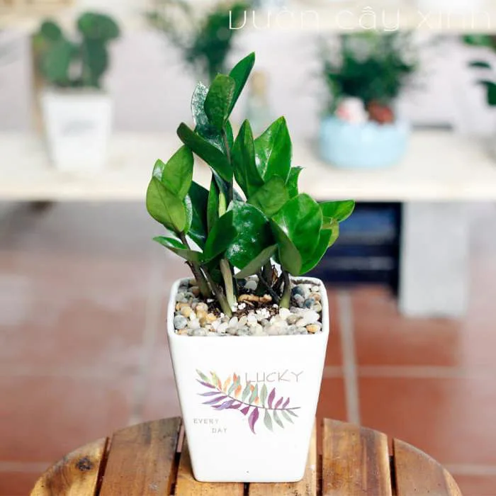 Cây Kim Tiền Mini Để Bàn Làm Việc