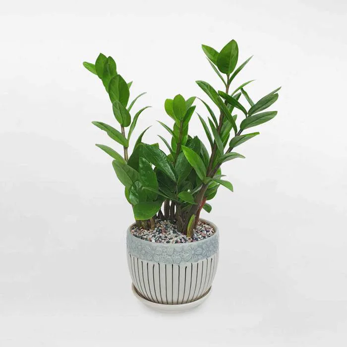 Cây kim tiền mini để bàn chậu sứ ZAMI033