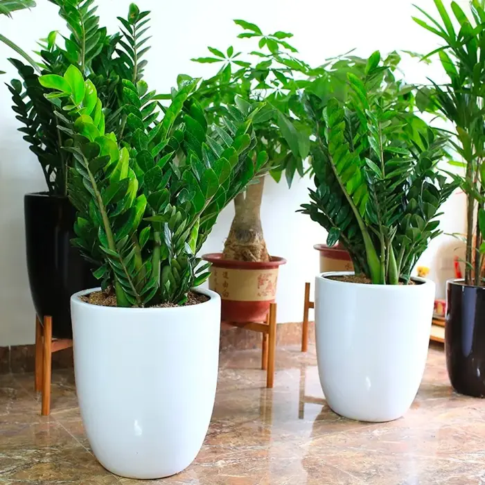 Cây Kim Tiền lựa chọn phong thủy hoàn hảo cho văn phòng