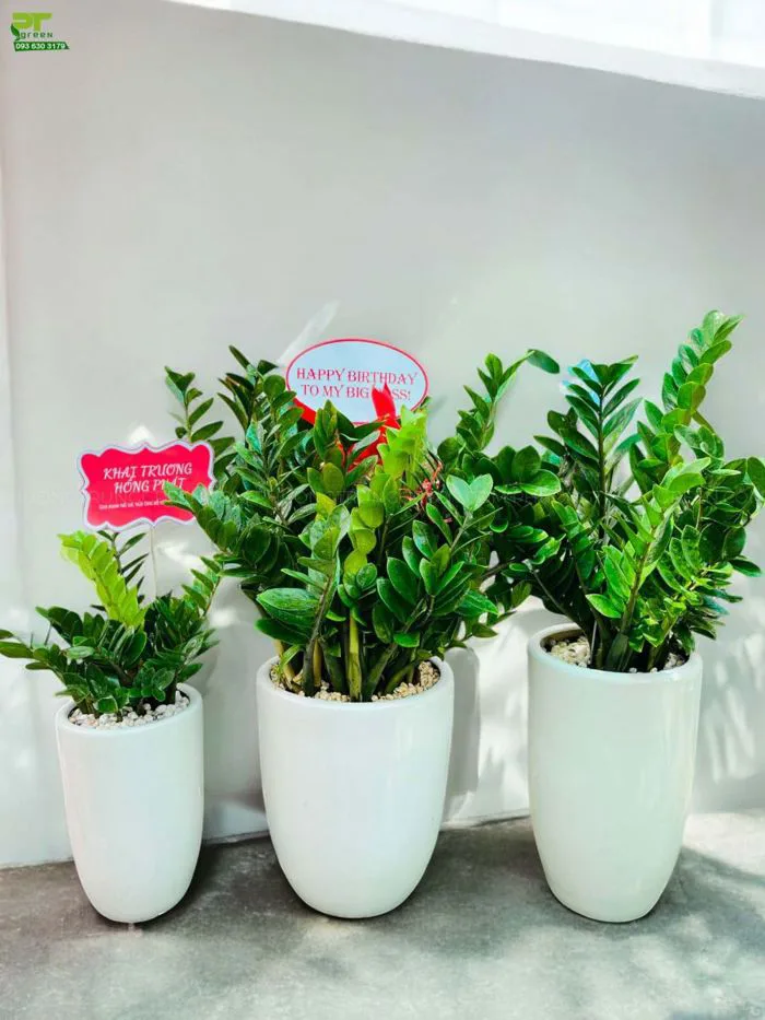 Cây Kim tiền - Tác dụng, ý nghĩa phong thủy, kỹ thuật trồng và chăm sóc