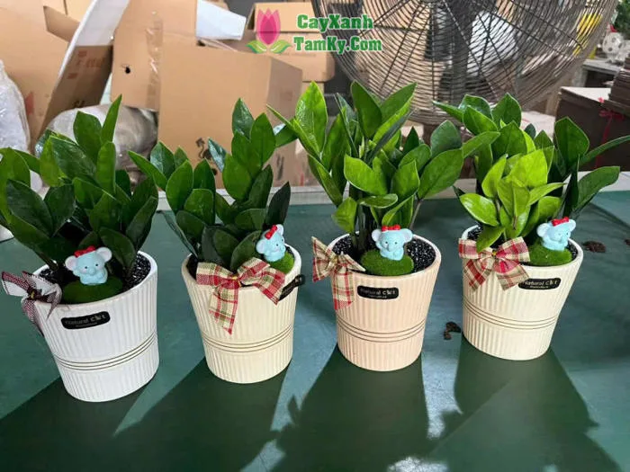 Cây kim tiền để bàn - Đặc điểm, giá bán, ý nghĩa, công dụng cách trồng và  chăm sóc cây kim tiền để bàn - Cây Xanh Tam Kỳ