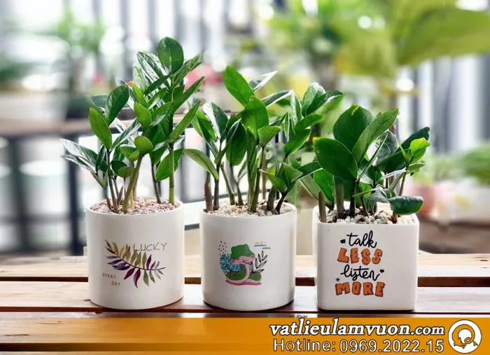 Cây kim tiền; cây kim tiền để bàn; cây phong thủy; cây may mắn; cây hợp  tuổi; quà tặng cây cảnh; cây xanh văn phòng Vật liệu làm vườn