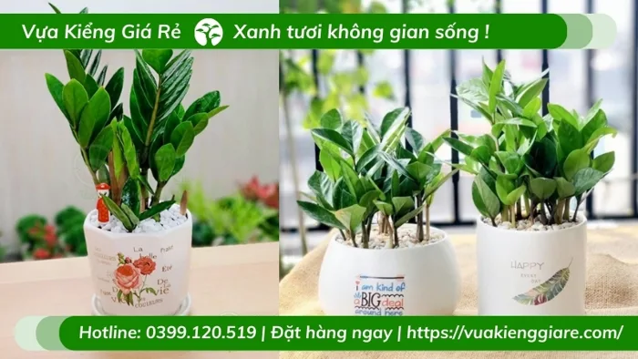 Cây kim tiền để bàn - Trồng chậu nhỏ để bàn phong thủy | Vựa Kiểng Giá Rẻ