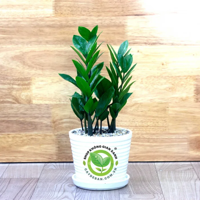 Cây Kim Tiền | Cây Kim Tiền để bàn mini