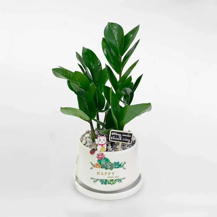 Cây kim tiền nhỏ để bàn chậu sứ ZAMI007