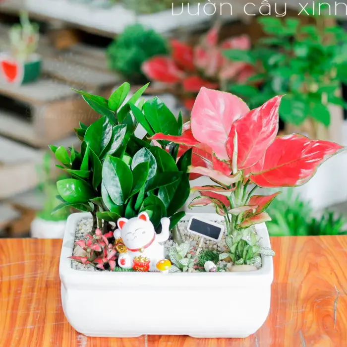 12+ Mẫu Cây Kim Tiền Để Bàn Mini Đẹp, Giá Chỉ Từ 150K