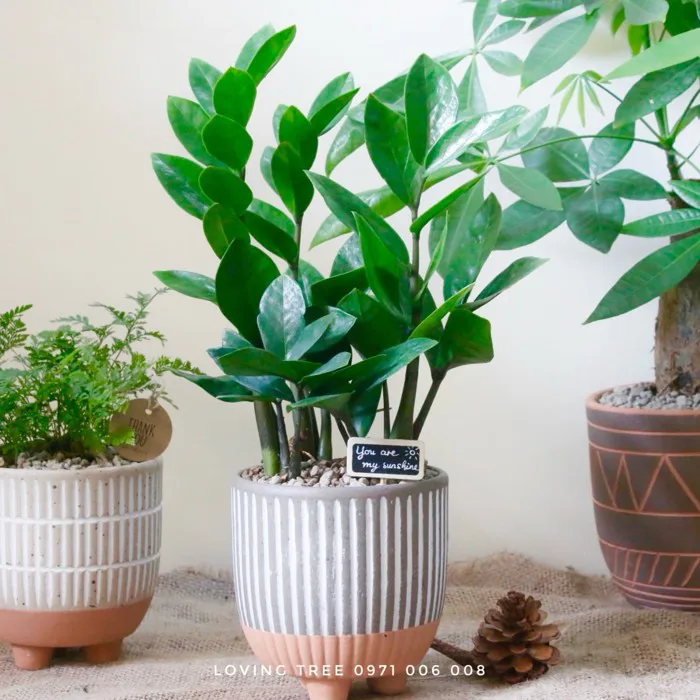 Chậu cây Kim Tiền trang trí bàn làm việc thu hút tài lộc may mắn