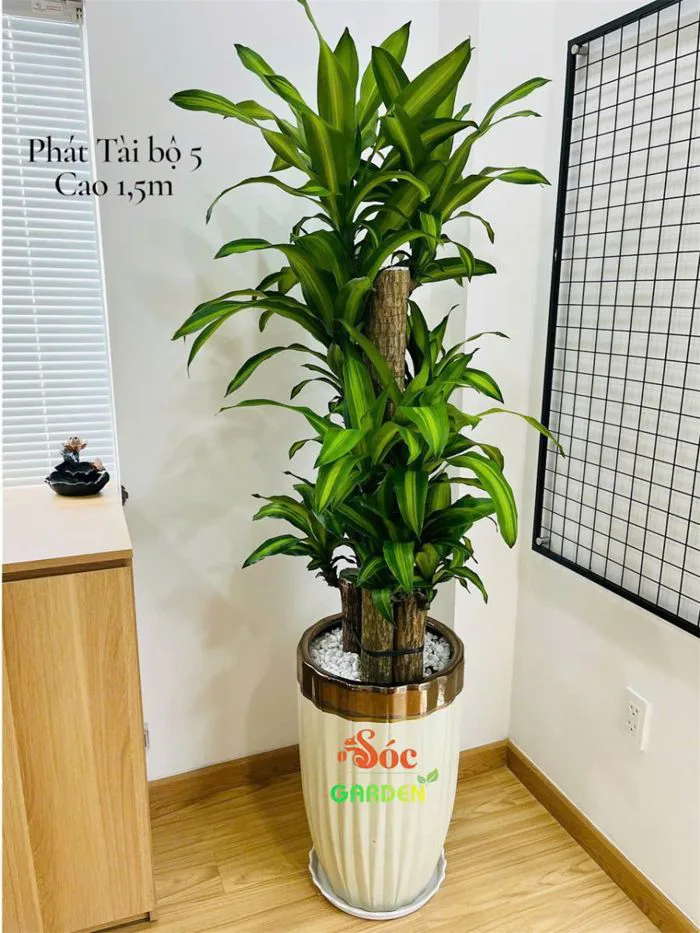 Cây Phát Tài Bộ rất thích hợp với gia chủ thuộc các tuổi Mão, Thân, Hợi
