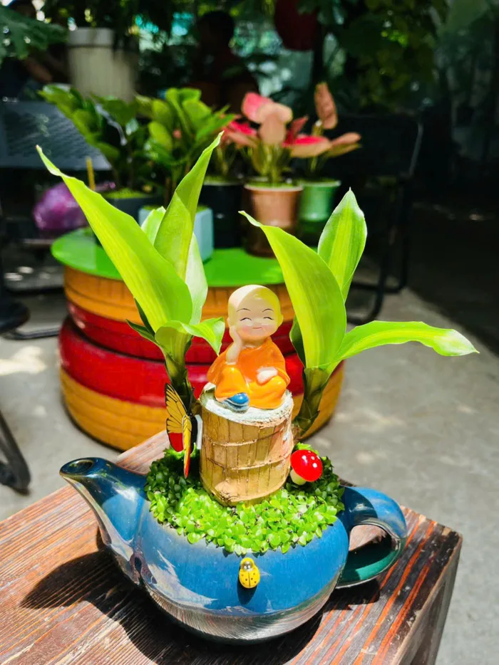 Cây Phát Tài Mini – Cây Cảnh Phong Thủy Hút May Mắn, Đặt Đâu Cũng Đẹp