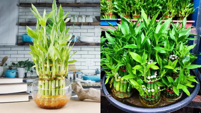 Người thuộc 2 mệnh này đặt cây Trúc Phát Tài lên bàn thờ, cuối năm cải vận,  sang năm làm ăn thuận lợi
