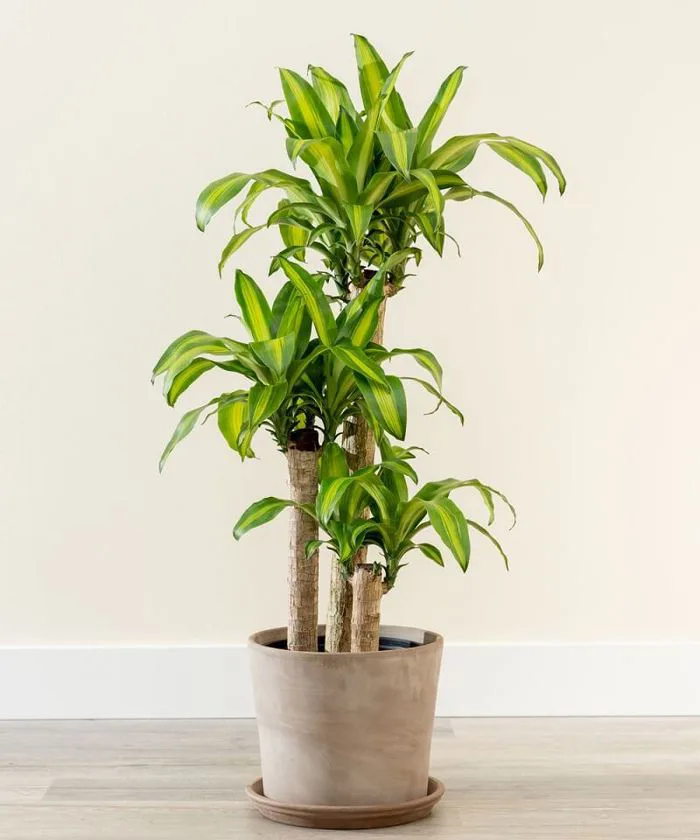 Cây phát tài: Chọn cây thế nào, đặt cây ra sao, cây hợp tuổi nào để gia chủ  đón tài lộc dồi dào quanh năm?