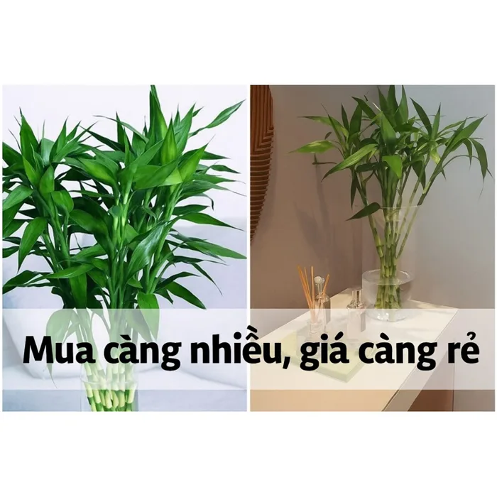Bó Cây Phát Tài Trúc Thủy Sinh Để Bàn – Trang Trí Bàn Thờ, Văn Phòng, Cửa  Hàng – Cây Phong Thủy May Mắn Tài Lộc