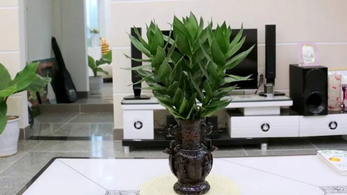 Cách bố trí cây phát tài để bàn làm việc giúp cây xanh tốt mang lại tài lộc