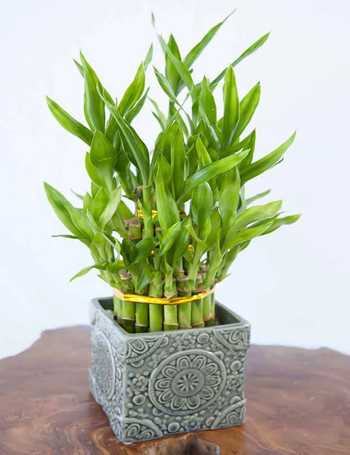 Cách bố trí cây phát tài để bàn làm việc giúp cây xanh tốt mang lại tài lộc