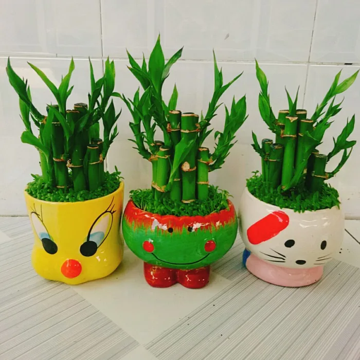 Cây trúc phát tài - cây cảnh để bàn mang lại may mắn tài lộc | Shopee Việt  Nam