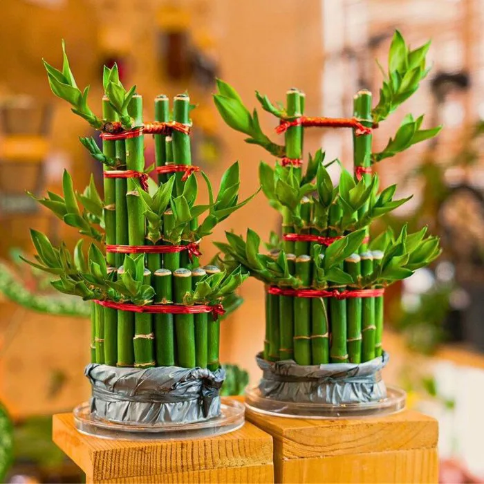 Mùng 1 người thuộc 2 mệnh này đặt trúc phát tài lên bàn thờ sẽ cải vận, từ  giờ đến cuối năm làm gì cũng thuận