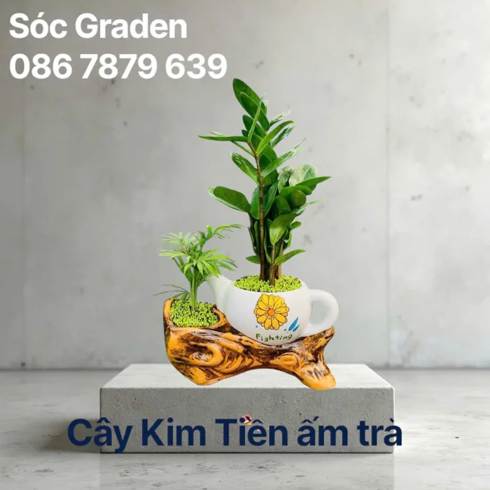 Cây Phát Tài Mini – Cây Cảnh Phong Thủy Hút May Mắn, Đặt Đâu Cũng Đẹp
