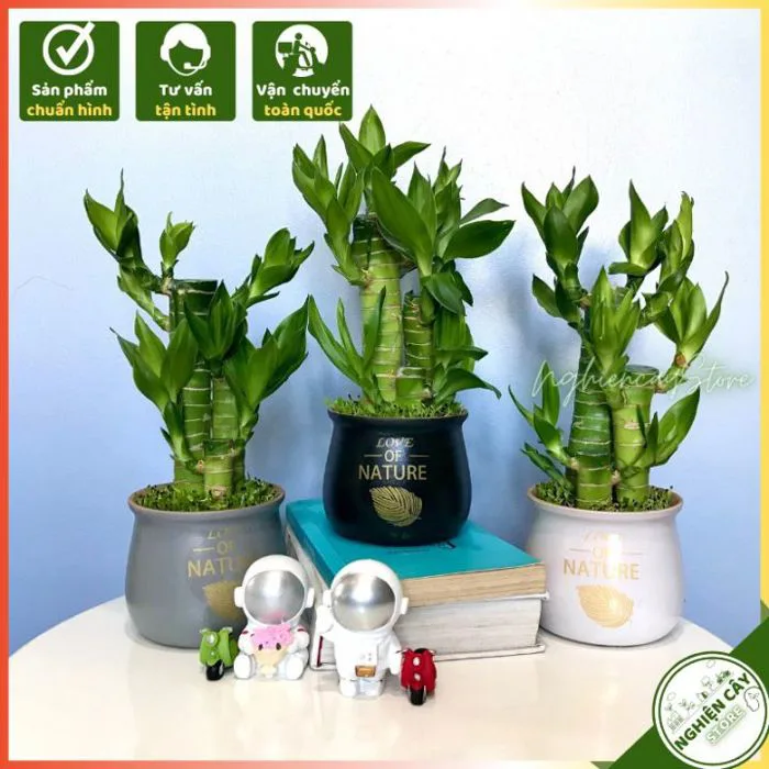Cây Trúc phát tài cỏ may mắn để bàn hút tài lộc dồi dào làm quà tặng ý  nghĩa Cây Phát Lộc Trang Trí Văn Phòng Cây Cảnh Trang Trí Không Gian