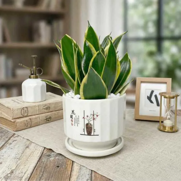 Gợi Ý Các Loại Cây Trang Trí Bàn Làm Việc Dễ Chăm Sóc Nhất