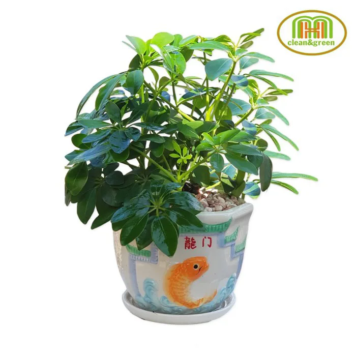 Cây xanh trang trí phòng lớp học mầm non đặt bàn trong nhà vẻ đẹp tươi mát  gần gũi với thiên nhiên