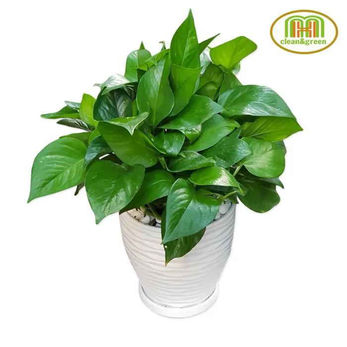 Cây xanh trang trí phòng lớp học mầm non đặt bàn trong nhà vẻ đẹp tươi mát  gần gũi với thiên nhiên