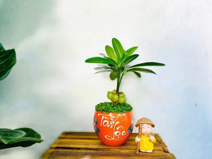 Các loại cây cảnh phong thủy để bàn giúp học sinh được thư giãn và tỉnh táo  khi ôn thi
