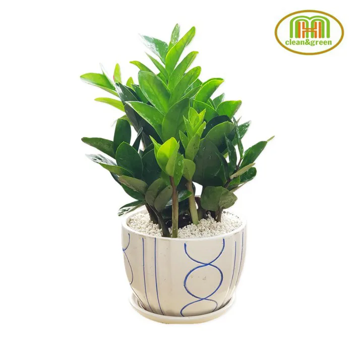 Cây xanh trang trí phòng lớp học mầm non đặt bàn trong nhà vẻ đẹp tươi mát  gần gũi với thiên nhiên