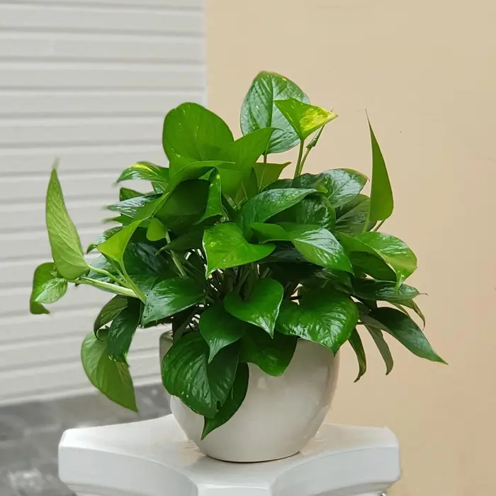 11+ Giống cây cảnh trang trí lớp học mát mẻ và đẹp nhất