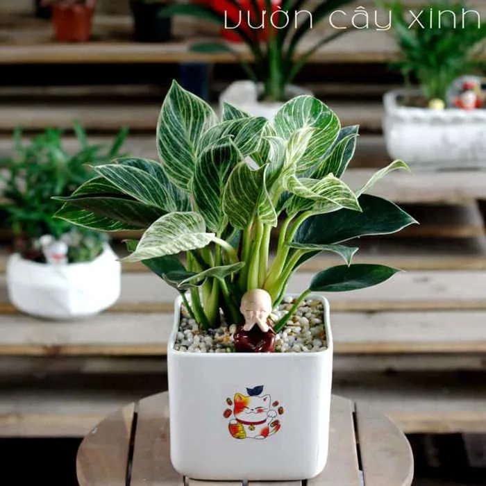 Cây trầu bà đế vương để bàn | Cây trầu bà kim cương