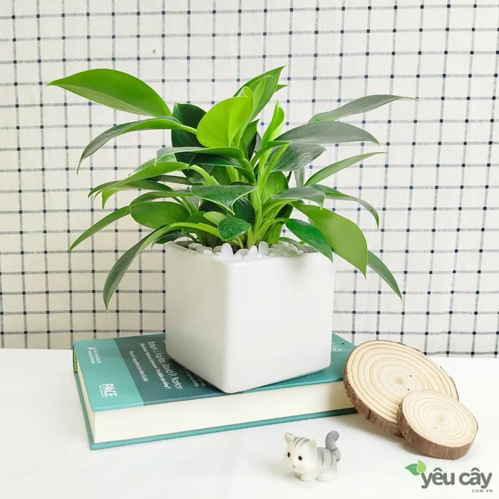 Cây Trầu Bà Đế Vương Xanh Để Bàn Trang Trí