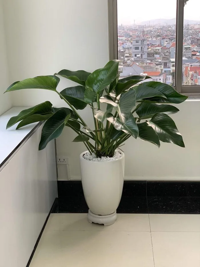 Cây trầu bà đế vương hợp mệnh nào? Bí quyết chọn cây để lộc tài đủ