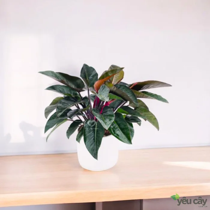 Cây Trầu Bà Đế Vương Đỏ Để Bàn Đẹp 09/2026