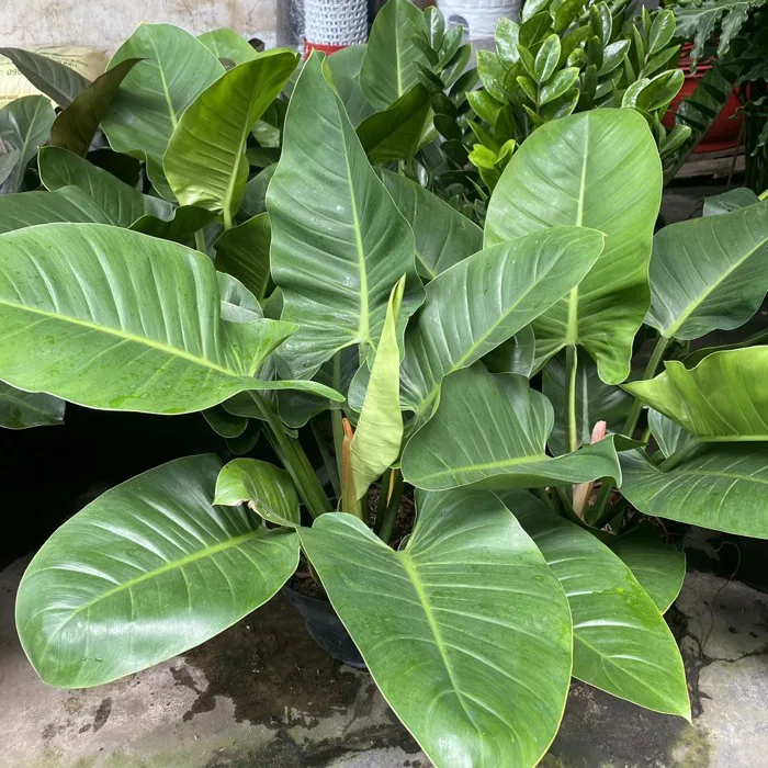 Trầu bà Đế Vương Xanh đại diện cho sự quyền lực, sức sống mãnh liệt ngay cả  trong phòng máy lạnh