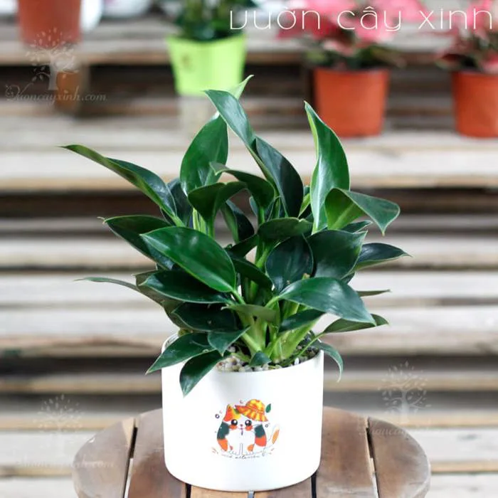 Cây trầu bà đế vương để bàn | Cây trầu bà kim cương