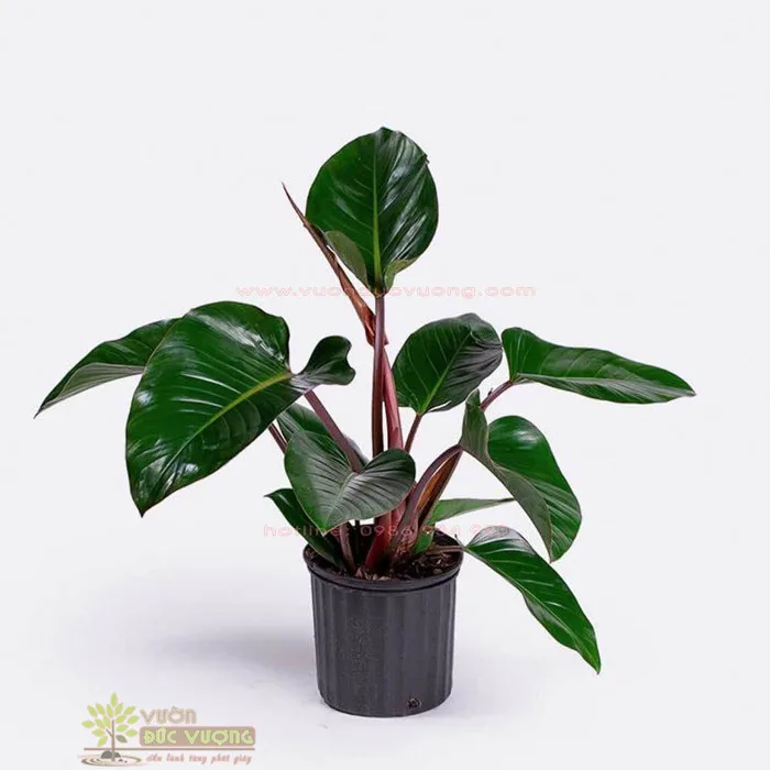 Cây trầu bà đế vương đỏ để bàn - Vườn Đức Vượng