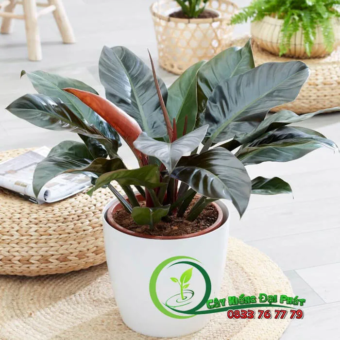 Chậu Cây Trầu Bà Đế Vương Đỏ - Mua Bán Cây Cảnh | Cây Văn Phòng | Cây Để Bàn  | Cây Trồng Ban Công