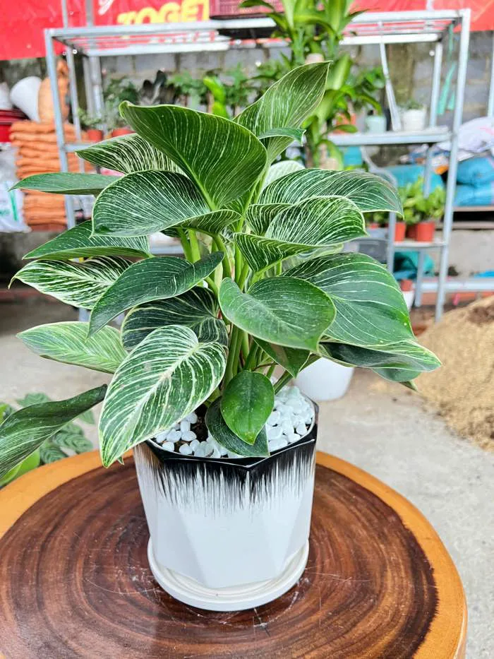 chậu cây trầu bà đế vương kim cương - Công Ty TNHH Trúc Vũ Farm
