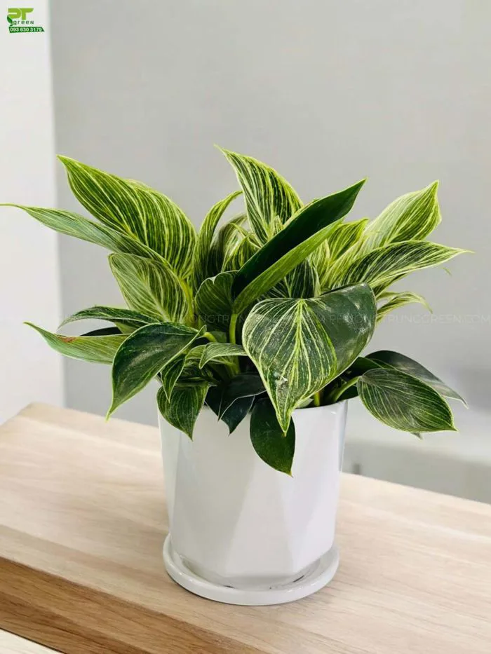 Trầu bà kim cương hợp mệnh gì? Đặc điểm, ý nghĩa và cách chăm sóc