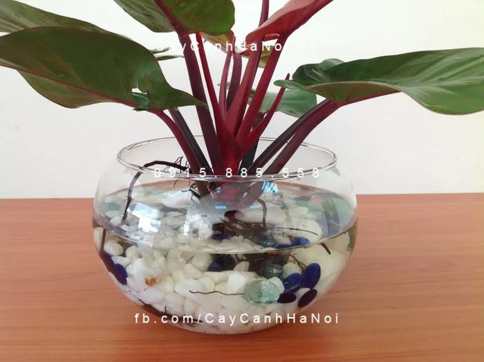 Cây trầu bà đế vương trồng nước, thủy canh