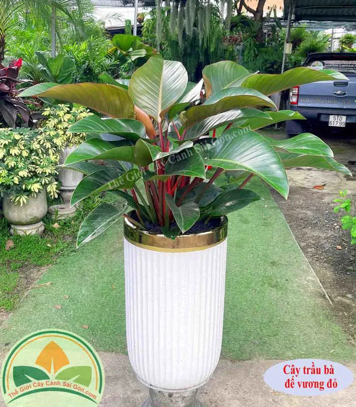 Cây trầu bà đế vương đỏ - Thế Giới Cây Cảnh Sài Gòn